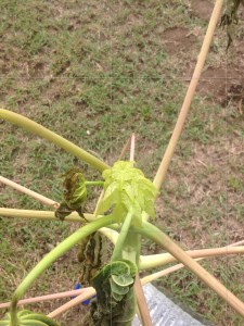 One of my 'new' papaya trees sprouting new leaves.